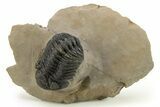 Detailed Phacopid (Morocops) Trilobite - Foum Zguid, Morocco #275238-3